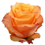 Twilight Rose d'Equateur Ethiflora